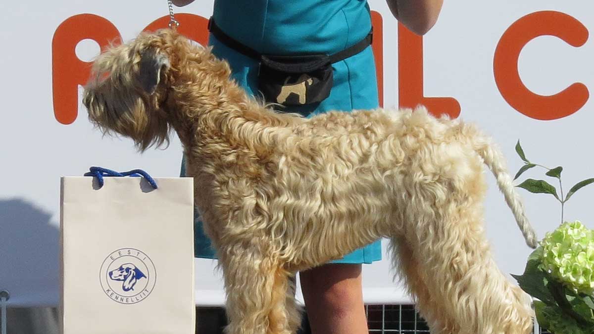 wheaten terrier