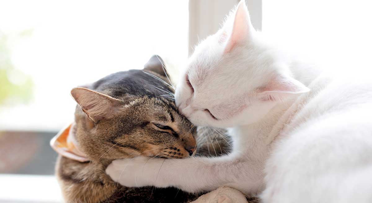 white cat playing with tabby cat