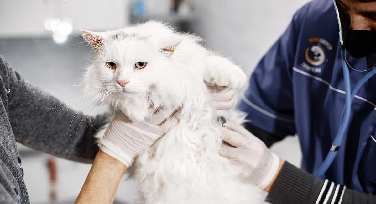 white cat vet pexels