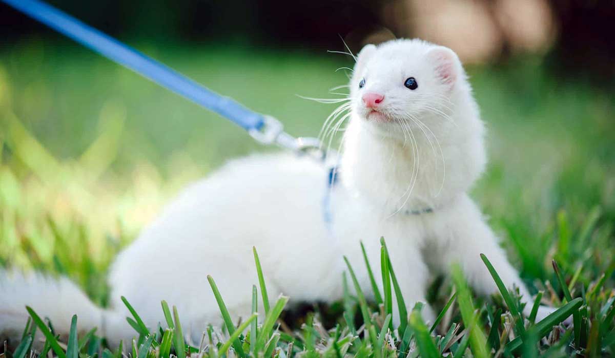 white ferret on leash
