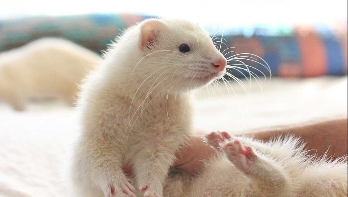 white ferret