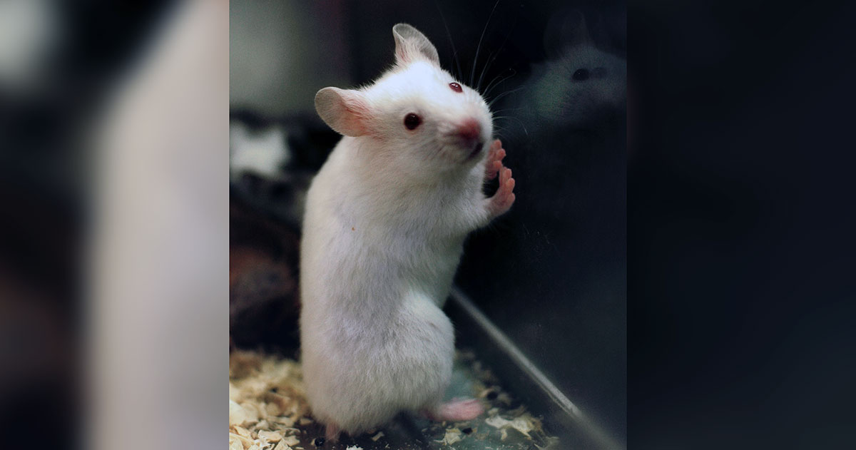 white rat