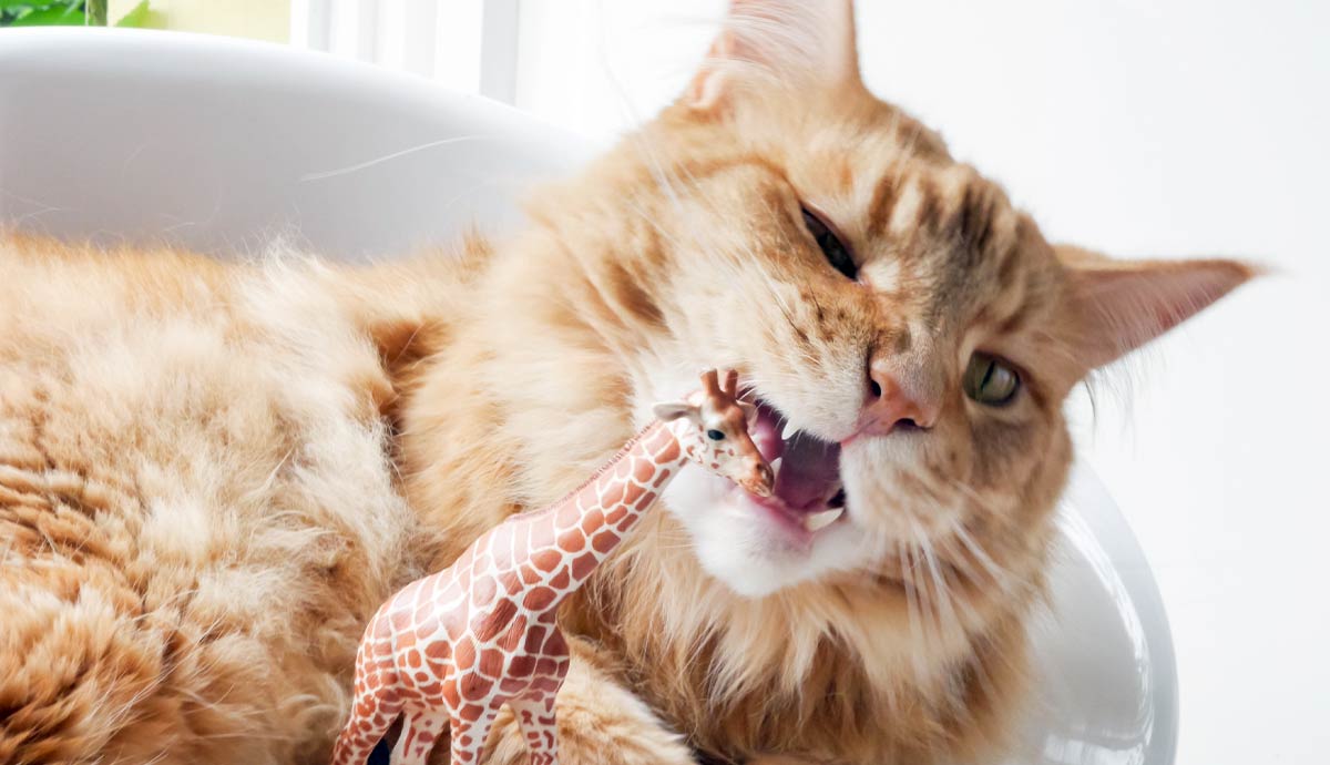 Why Do Cats Chew on Plastic?