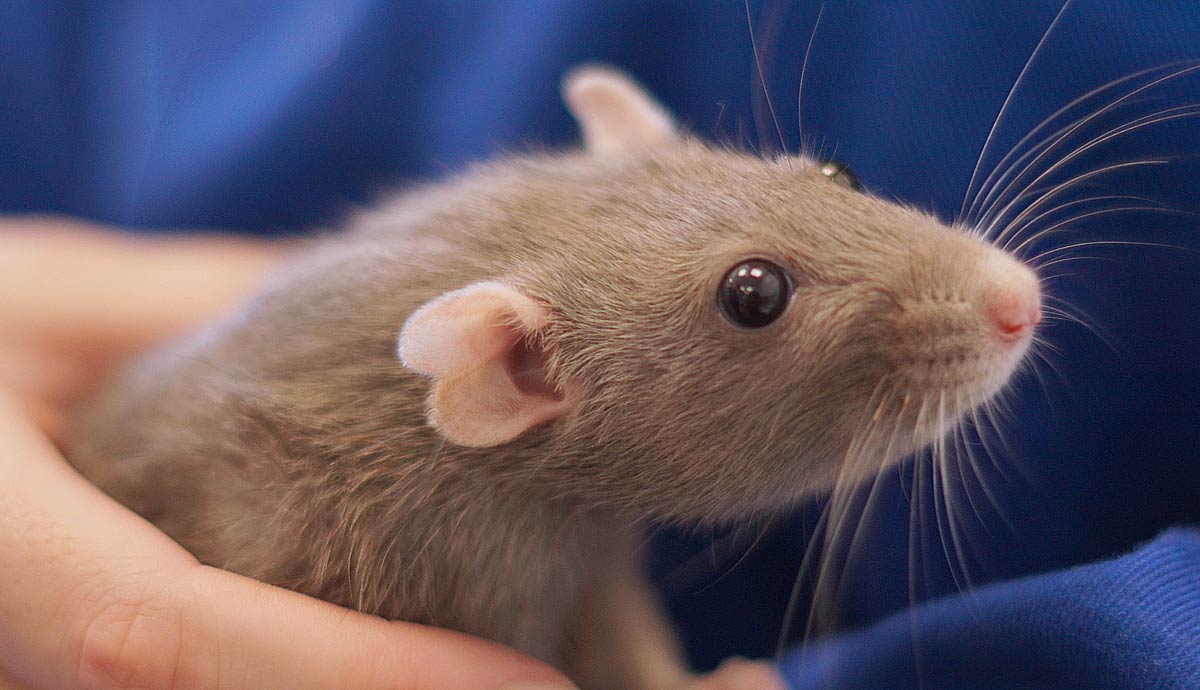 Why Do My Male Mice Smell?