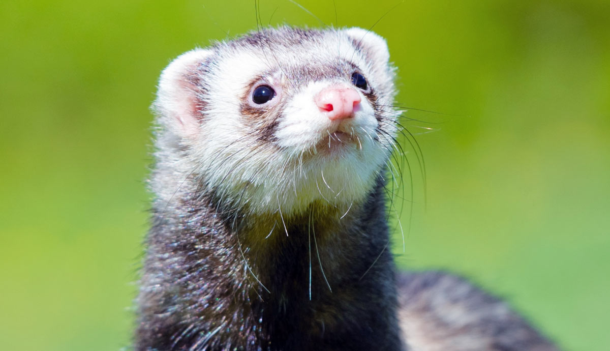 why do pet ferrets smell understanding their natural odor