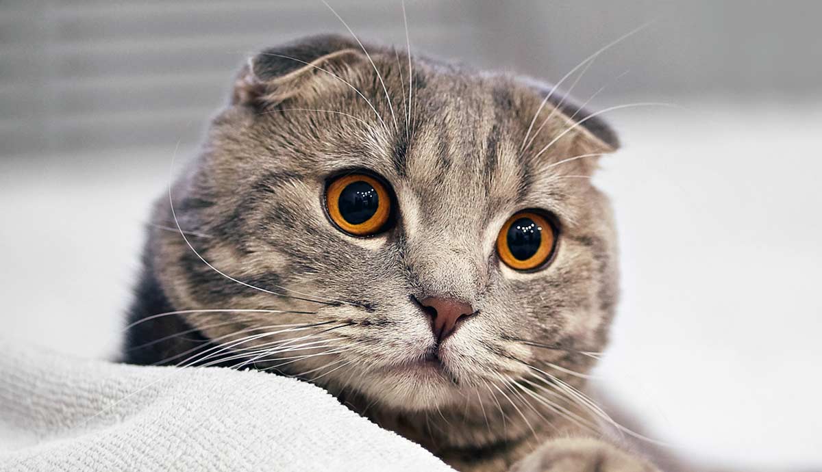 why do scottish folds have folded ears