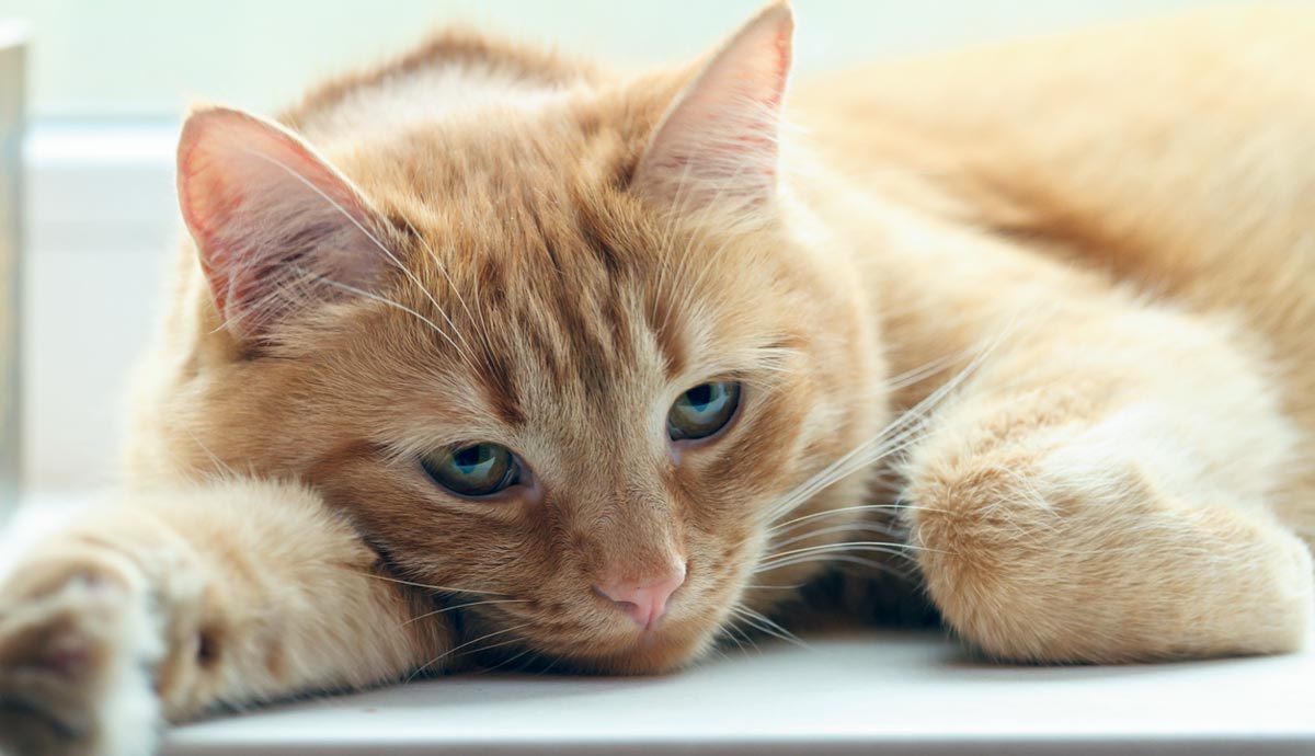 Why is My Cat Lazy? Understanding Feline Energy