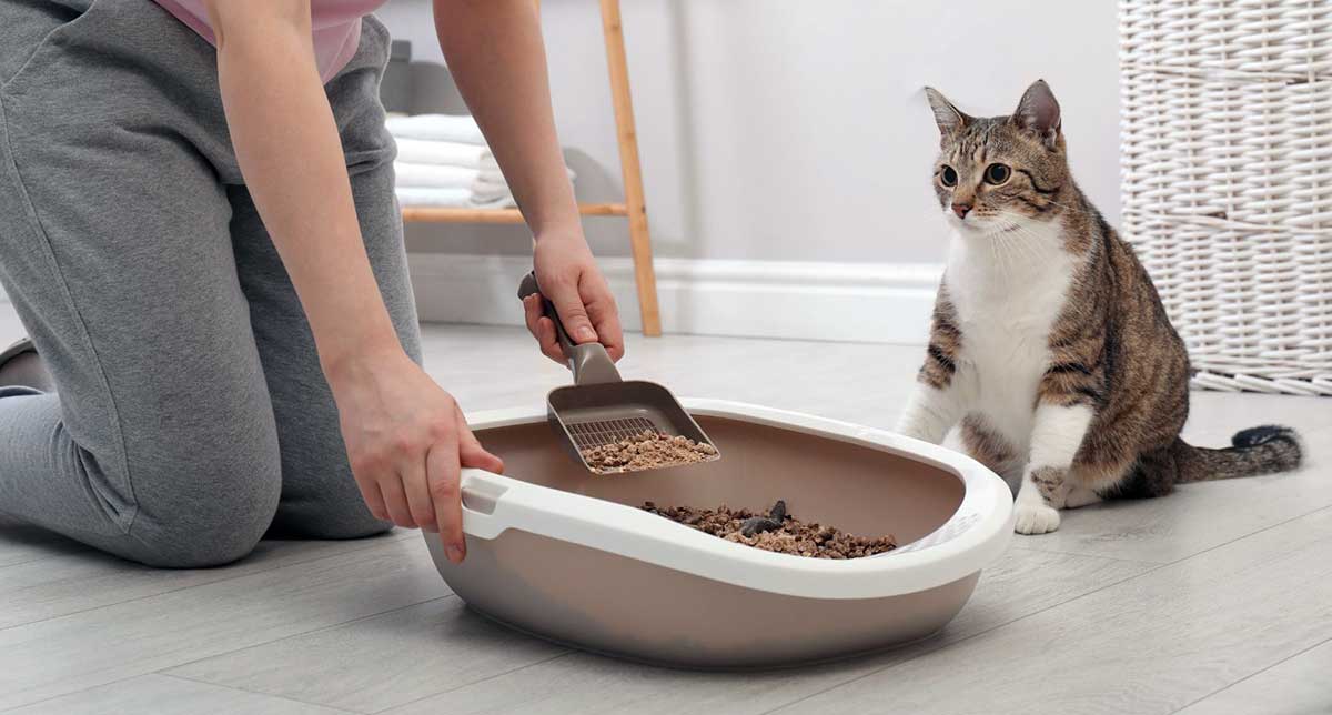 woman cleaning litter box