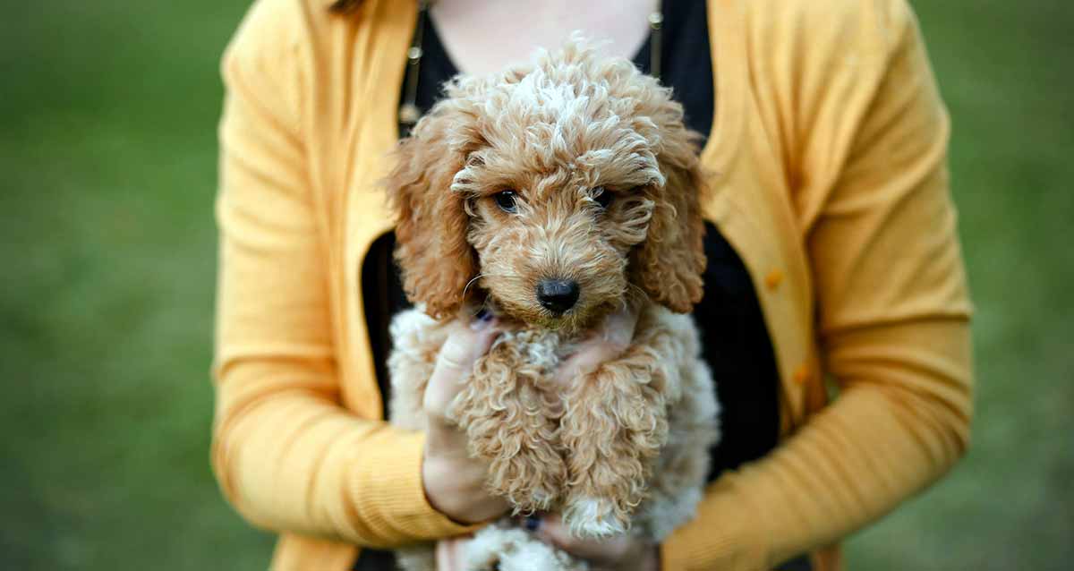 woman holding doodle puppy