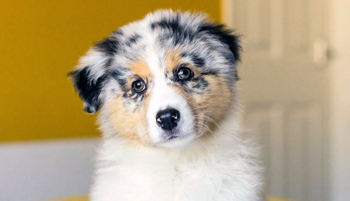 Are Miniature American Shepherds Good Family Dogs?