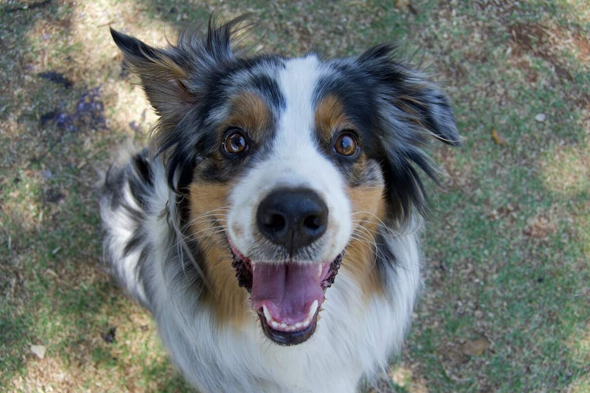 A 'smiling' Mini Aussies looks into the camera