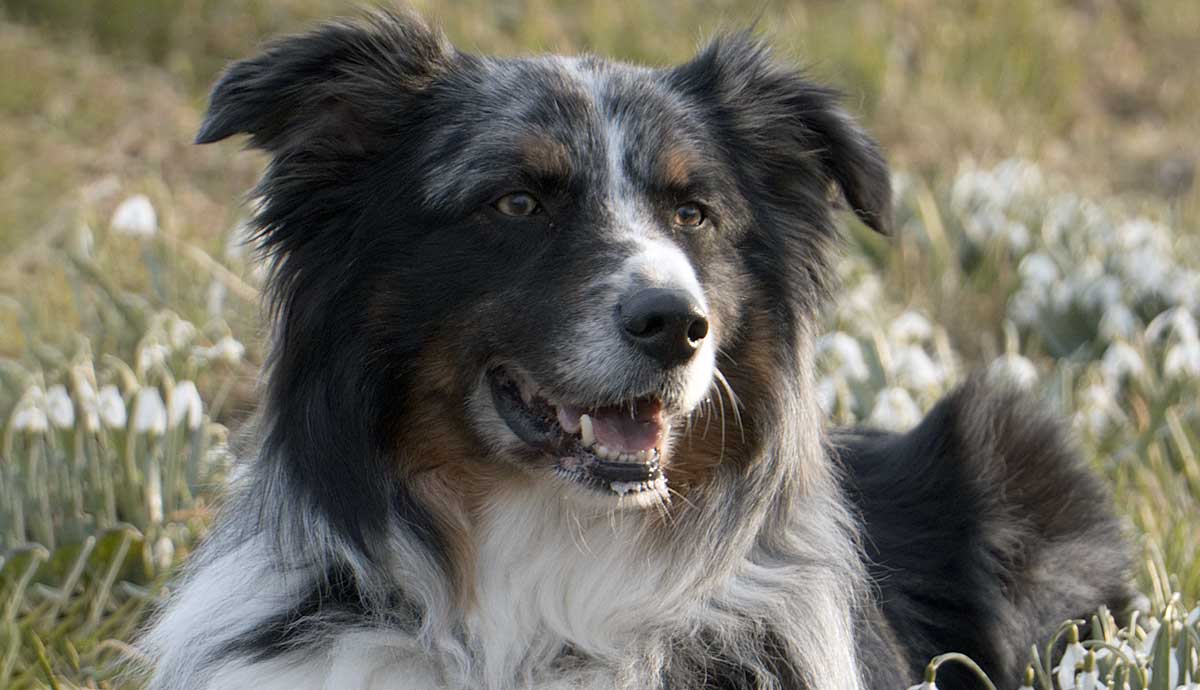 Miniature American Shepherd Exercise Needs: Keeping Them Happy and Healthy