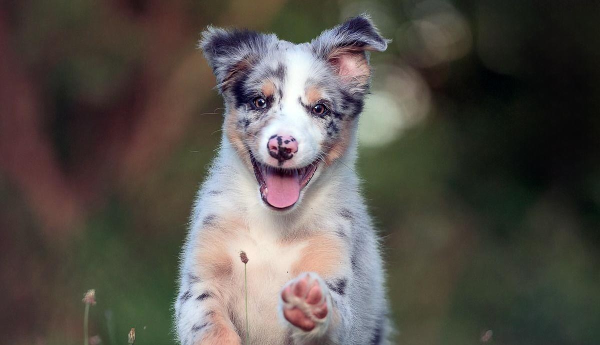 miniature american shepherd health problems