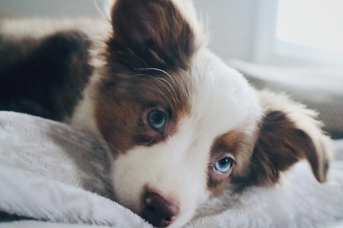 Brown and white miniature American shepherd puppy