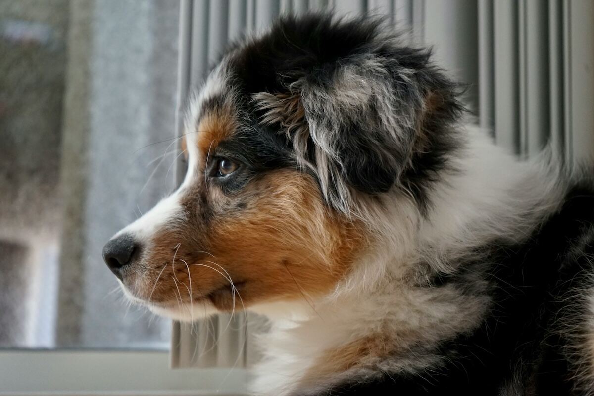 A young Mini Aussie in side profile