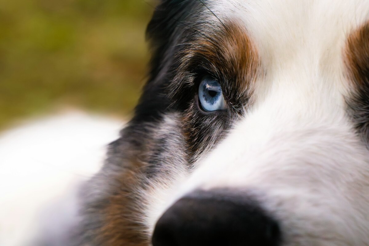 Close up of a Miniature American Shepherd