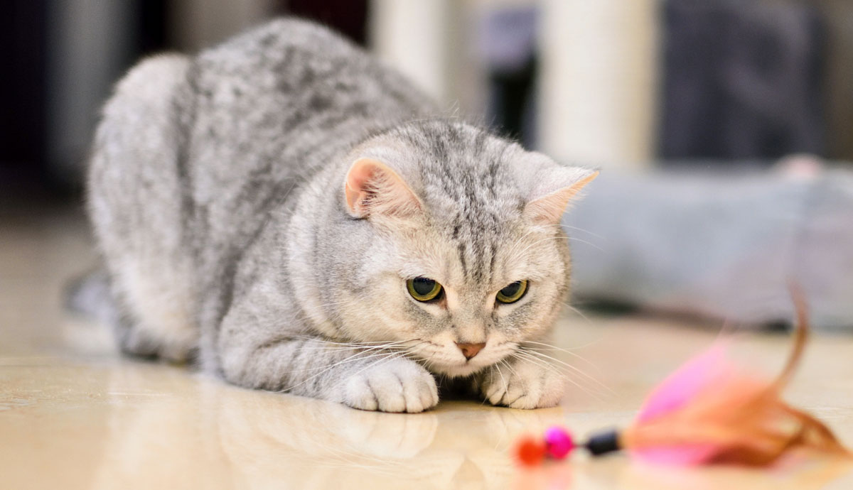 From Feather Wands to Laser Pointers: Pros and Cons of Different Hunting-Simulating Cat Toys