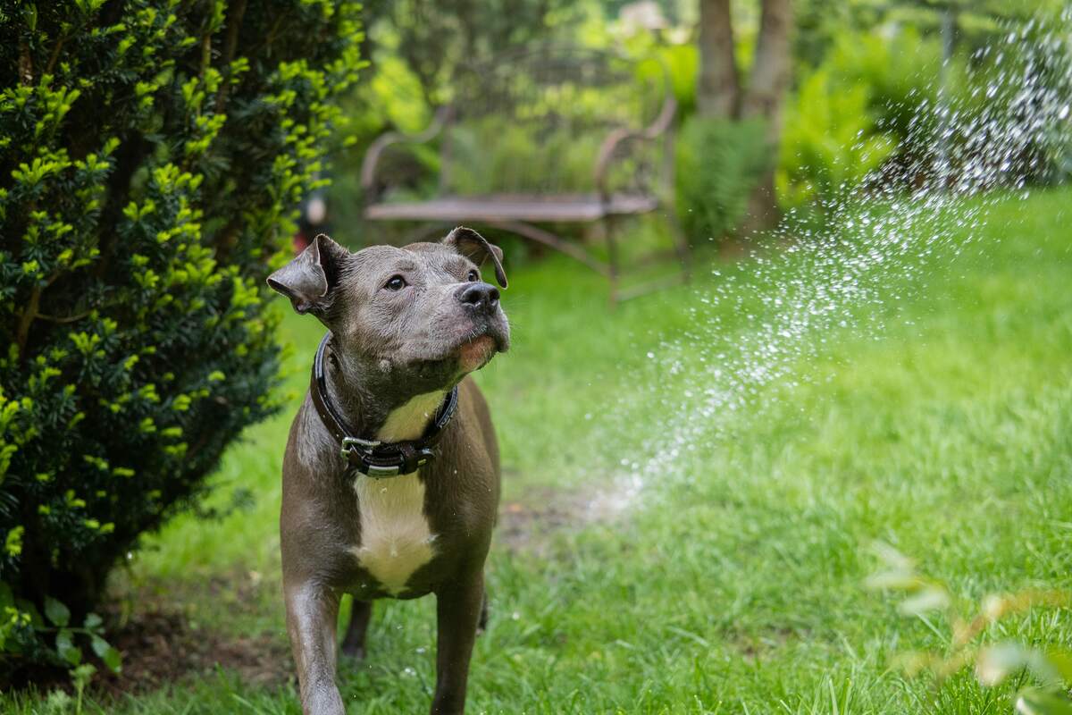 staffy in sprinkler