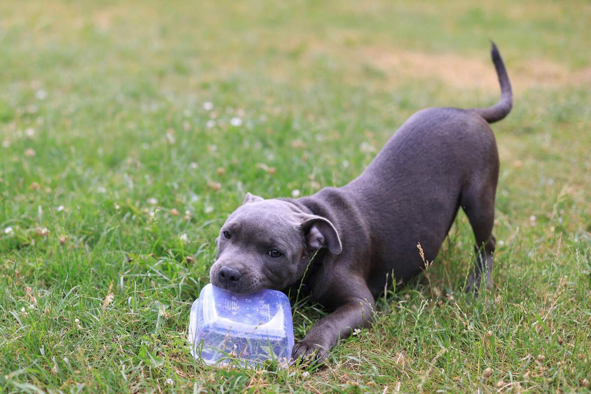 staffy puppy chewing tupperware