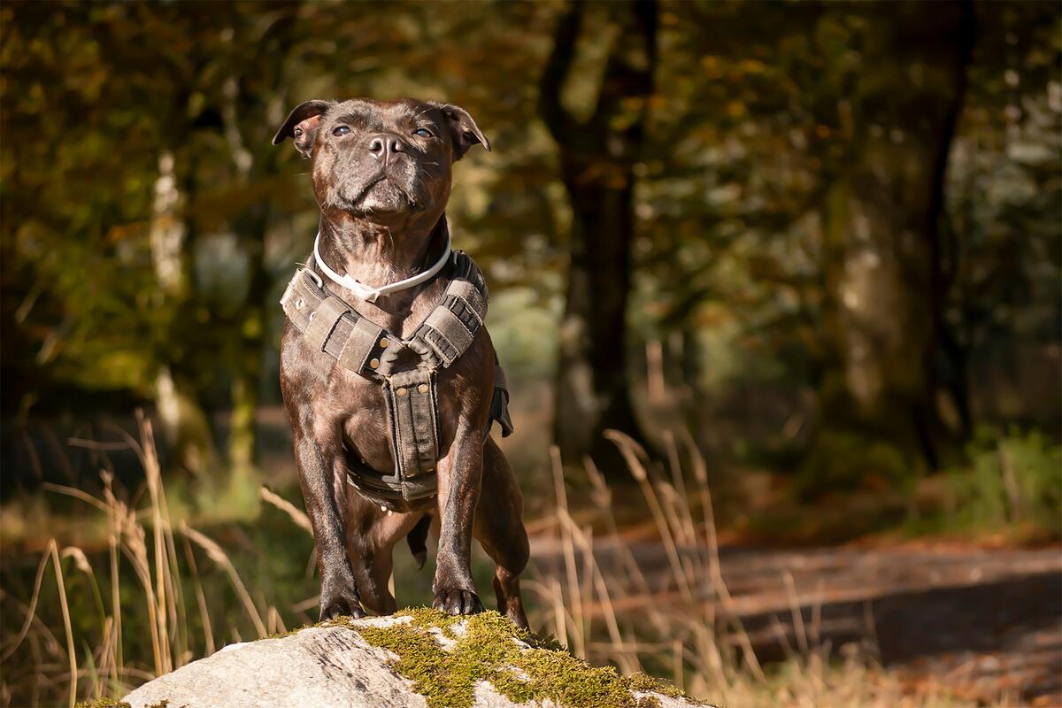 staffy standing proudly on a mossy rock