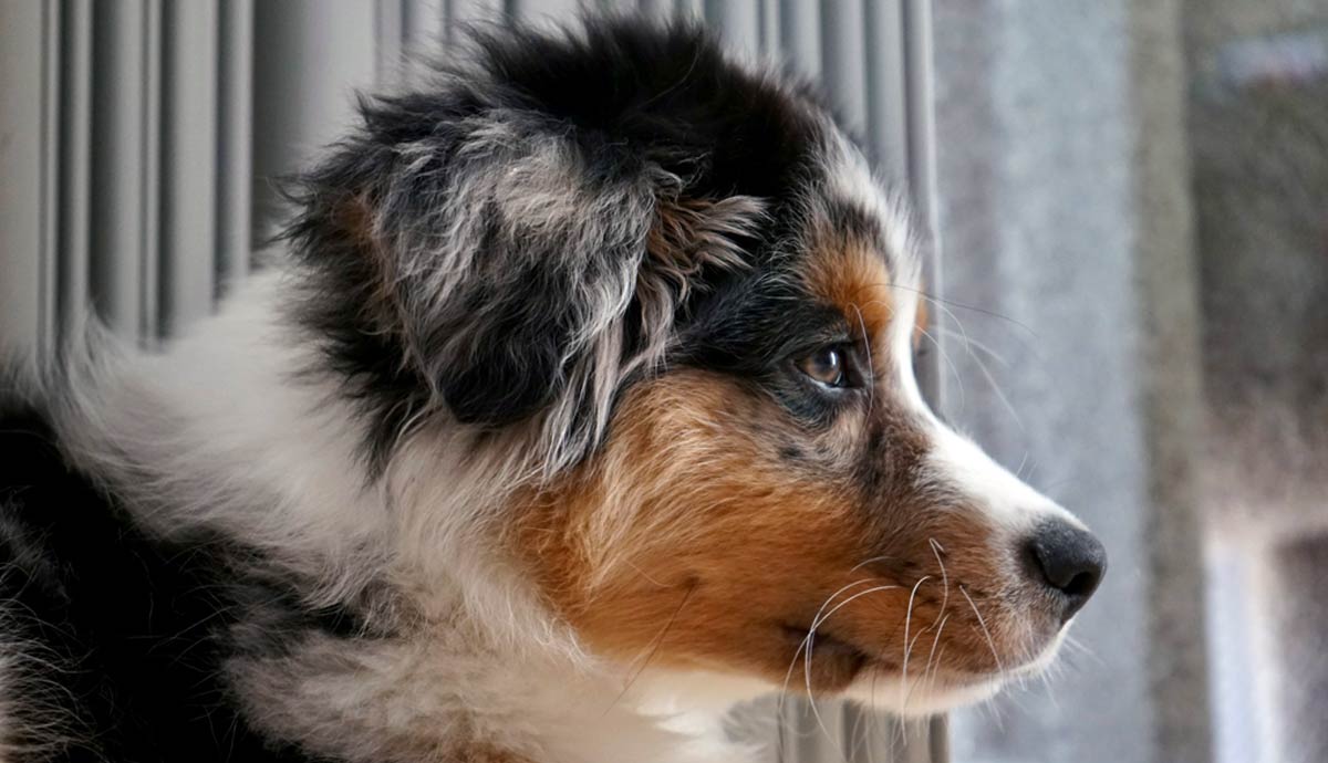 feeding your miniature american shepherd