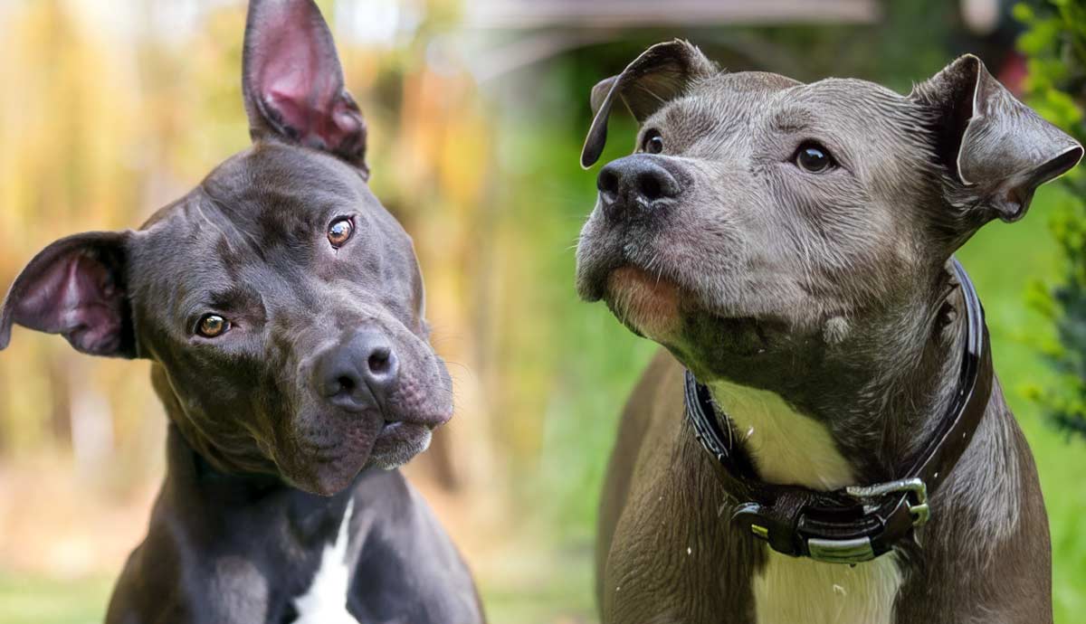 staffordshire bull terrier vs pitbull key differences