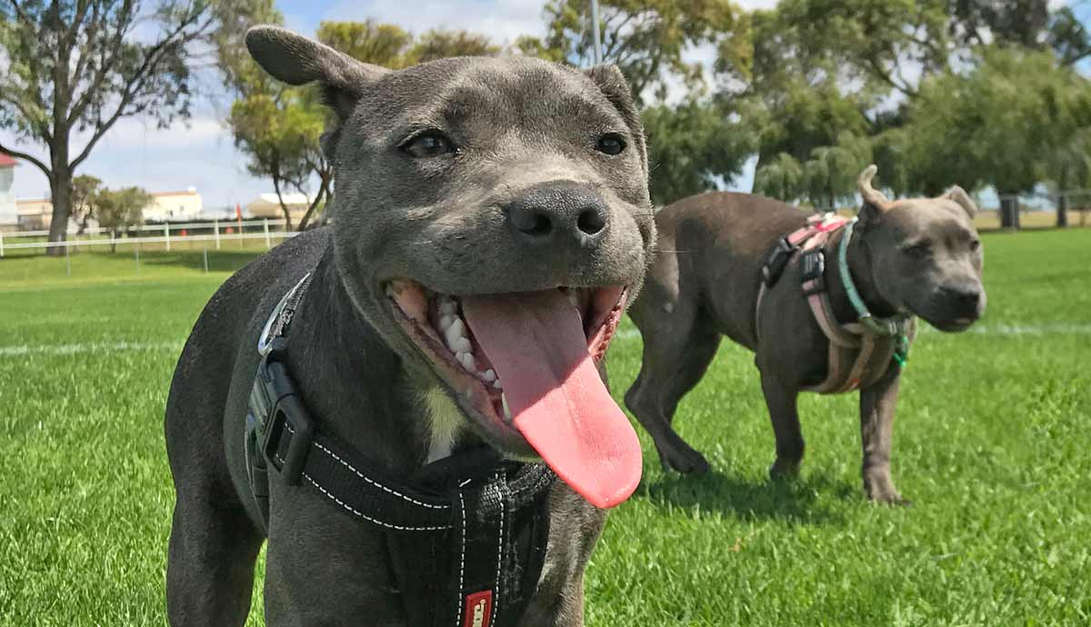 Understanding the Lifespan of a Staffordshire Bull Terrier